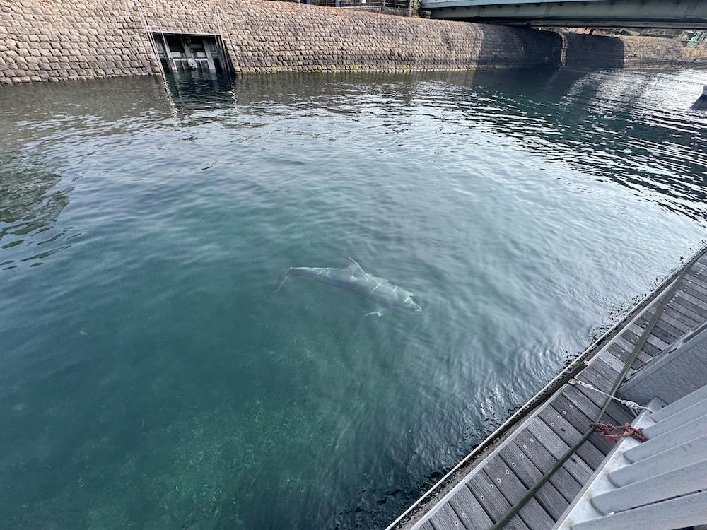 かごしま水族館脇の水路。イルカが泳いでる