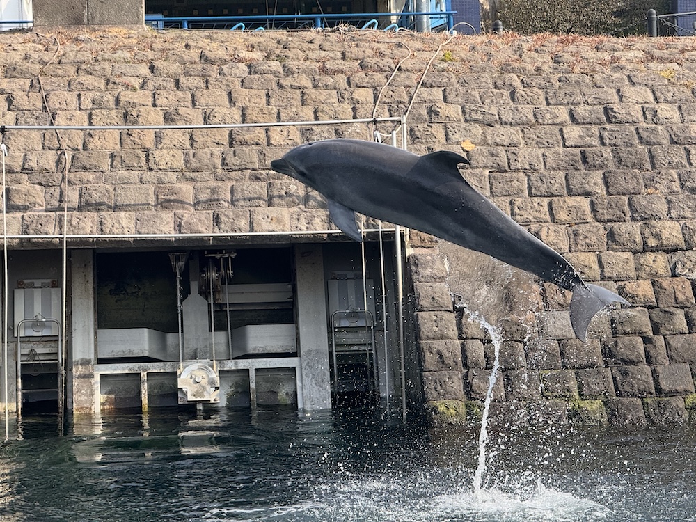 水路でジャンプするイルカ