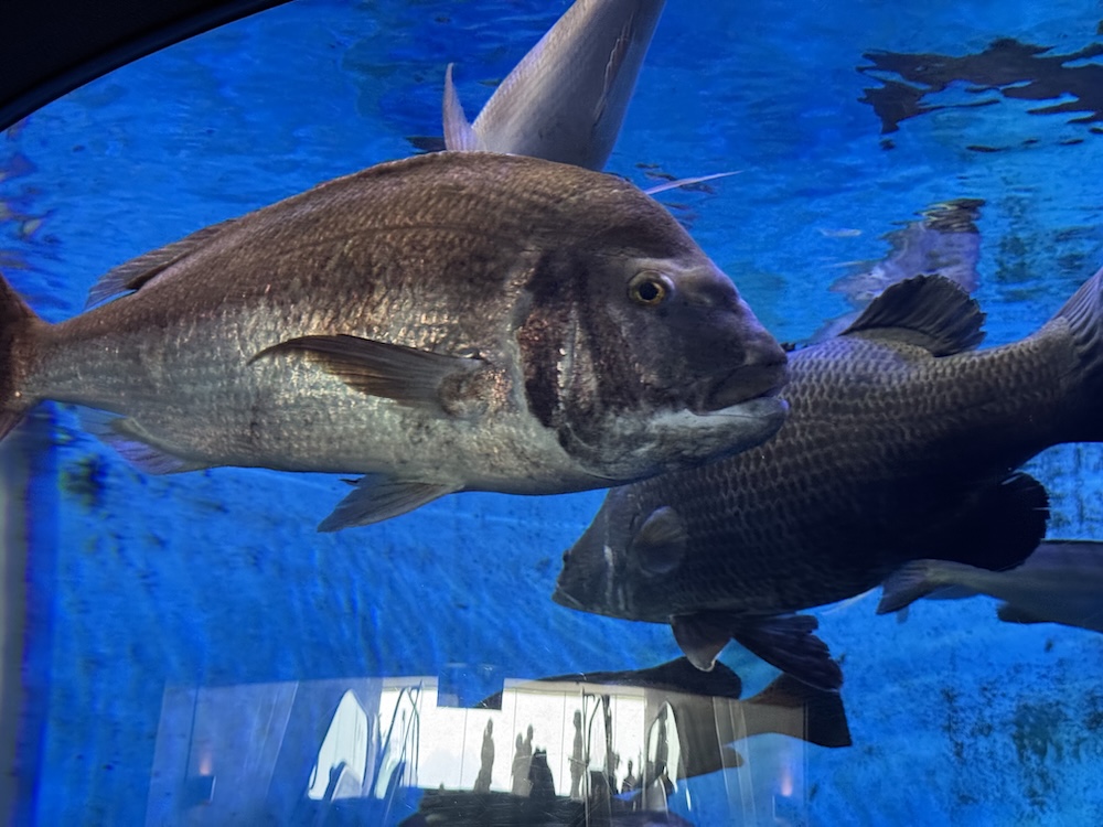 かごしま水族館の水槽写真